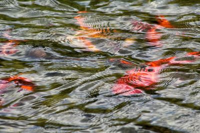 High angle view of koi carps swimming in lake