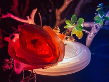 Close-up of rose plant