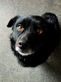 Close-up portrait of black dog