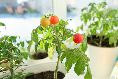 Cherry tomatoes and rosemary grown in a pot in a home garden, in the hand of a girl