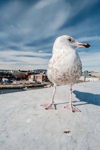 Seagull perching on retaining wall against blue sky during sunny day