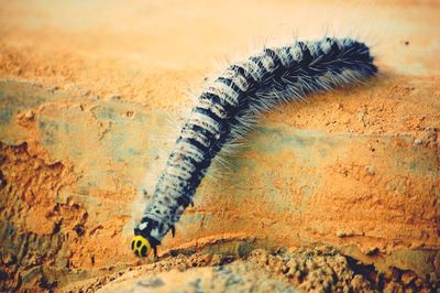 Close-up of caterpillar on ground