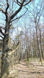 Bare trees in forest