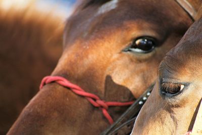 Close-up of a horse