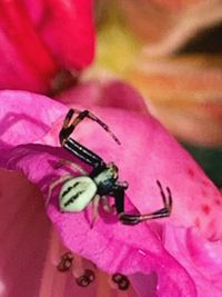 Close-up of insect on pink flower