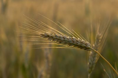 Wheat field during sunnrise or sunset. slovakia