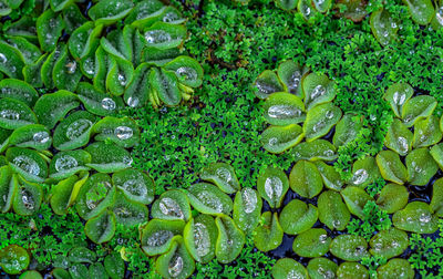 Full frame shot of wet leaves floating on plants