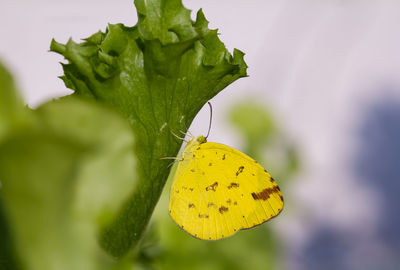 Close-up of butterfly on yellow leaf