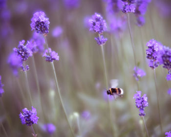 Close-up of bee on lavender blooming outdoors