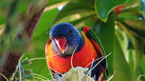 Close-up of parrot