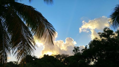 Low angle view of trees against sky