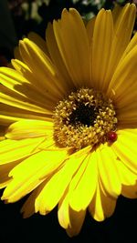 Close-up of yellow flower