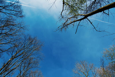 Low angle view of bare tree against blue sky
