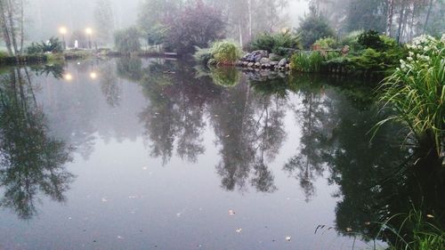 Reflection of trees in calm lake