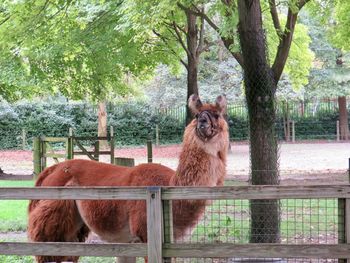 Portrait of a llama standing by tree at the zoo