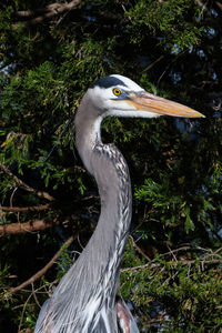 Close-up of gray heron