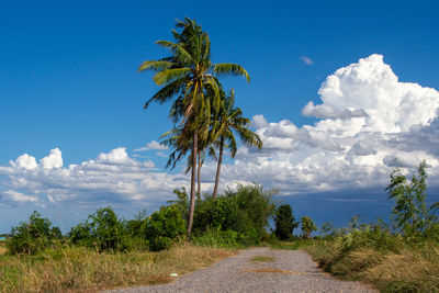 Road amidst trees on field against sky