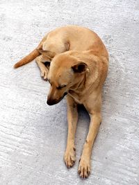 High angle view of dog lying on street