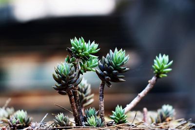 Close-up of cactus plant