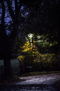 Close-up of illuminated tree against sky at night