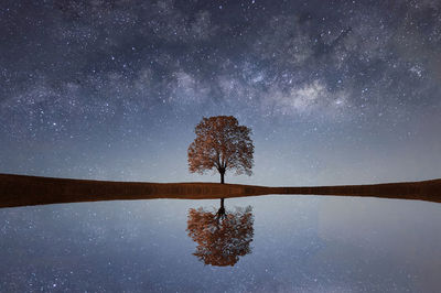 Reflection of tree against sky at night