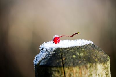 Close-up of red berries on snow