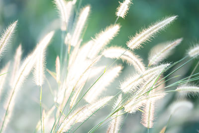 Close-up of wheat growing on field