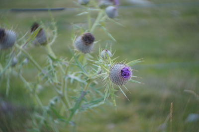 Close-up of thistle flower on field