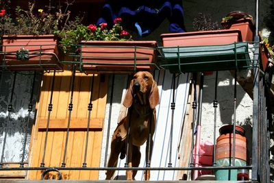 Dog on balcony