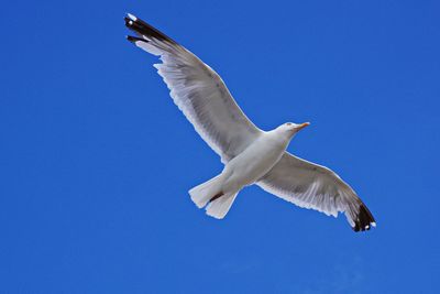Low angle view of seagull flying against clear blue sky