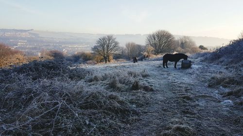 Cows walking on snow covered landscape