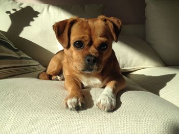 Portrait of dog relaxing on bed at home