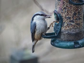 Close-up of bird perching on feeder