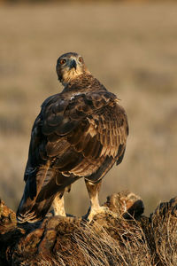 Close-up of a bird perching on a land