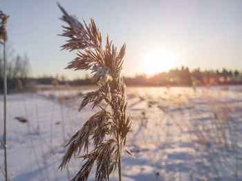 Close-up of frozen tree against sky during winter