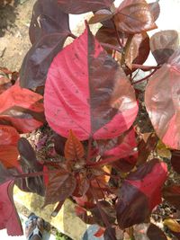 High angle view of maple leaves on road