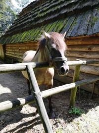 Horse in stable