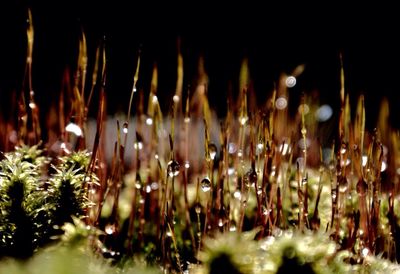 Illuminated plants at night