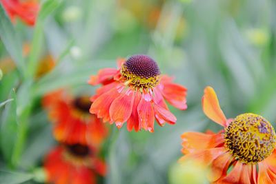 Close-up of orange flowering plant