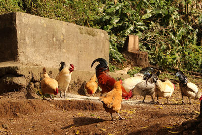 View of birds on field