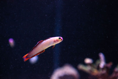 Purple cap firefish, nemateleotris decora, darts through the saltwater on a tropical reef 