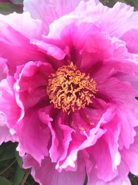 Close-up of pink flower