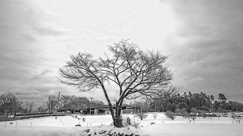 tree