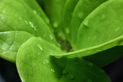 Close-up of raindrops on leaves