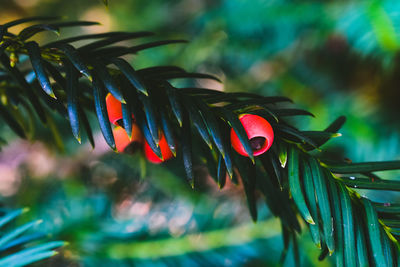 Close-up of red fruits growing on plants