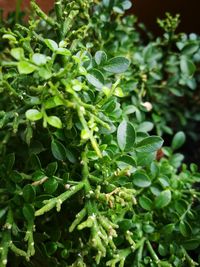 Close-up of fresh green plant