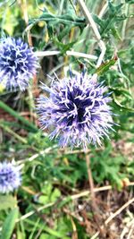 Purple flower blooming in spring