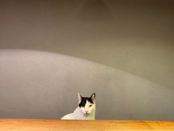 Portrait of cat sitting by table against wall