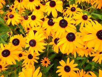 Close-up of sunflower