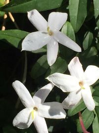 Close-up of white flowers